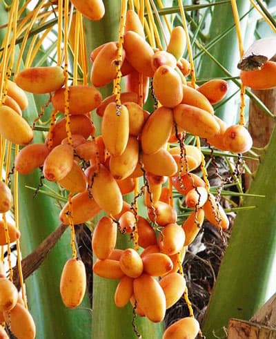 خرما درختی درجه یک با طعم طبیعی